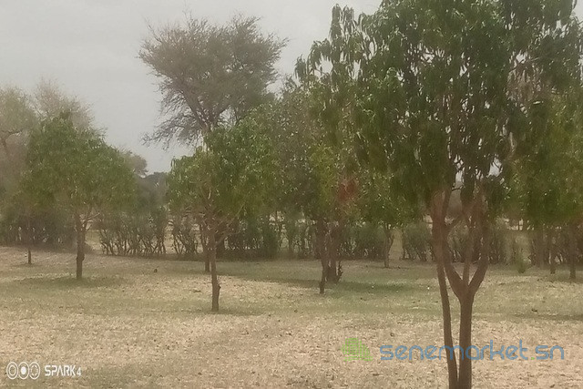 verger-de-15-hectare-vers-koul-big-0