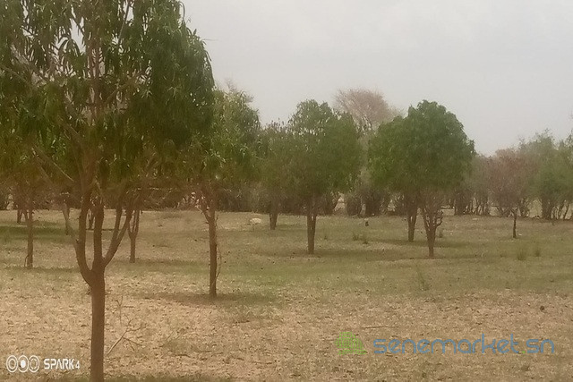 verger-de-15-hectare-vers-koul-big-1