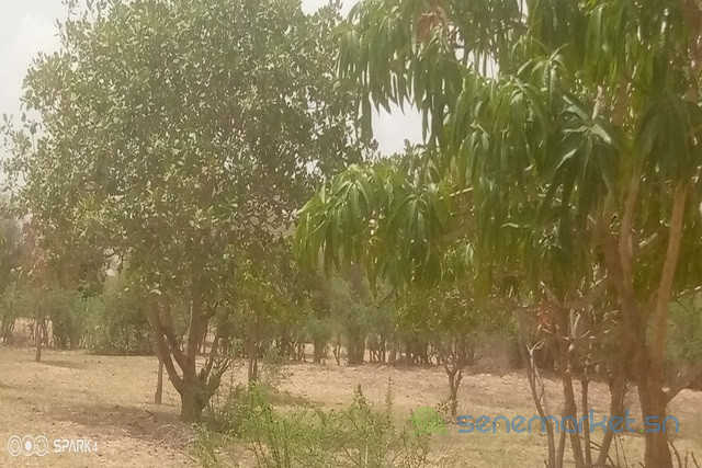 verger-de-15-hectare-vers-koul-big-2