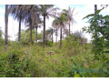 terrain-de-1-hectare-vers-kafountine-small-1