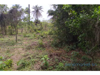 Terrain de 1 hectare vers Kafountine