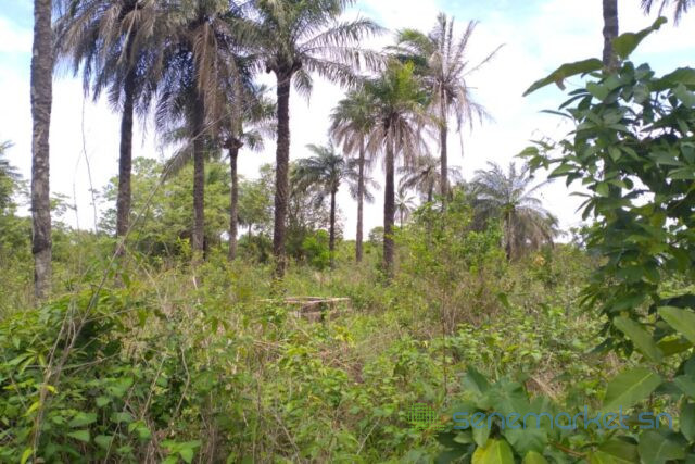 terrain-de-1-hectare-vers-kafountine-big-1