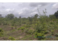 terrain-de-1-hectare-vers-kafountine-small-0