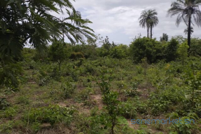terrain-de-1-hectare-vers-kafountine-big-2