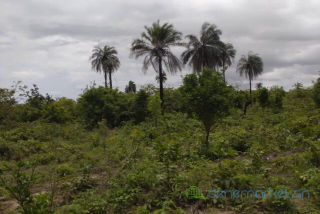 terrain-de-1-hectare-vers-kafountine-big-1
