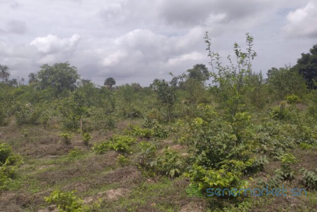 terrain-de-1-hectare-vers-kafountine-big-0