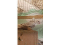 oiseaux-a-vendre-small-1