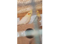 oiseaux-a-vendre-small-0