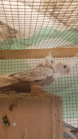 oiseaux-a-vendre-big-1