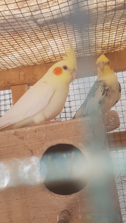 oiseaux-a-vendre-big-0