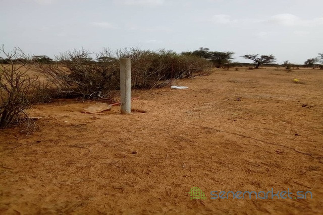verger-de-294-hectares-vers-ngourane-ouolof-big-0