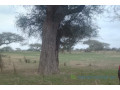 terrain-de-10-hectares-vers-koul-small-2