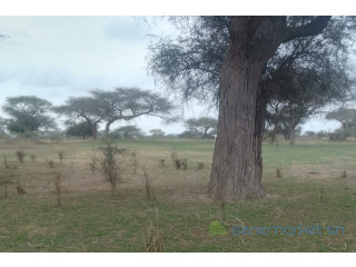 Terrain de 10 hectares vers Koul