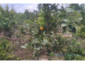 terrain-de-1-hectare-vers-kafountine-small-2