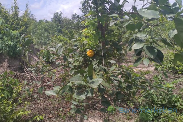 terrain-de-1-hectare-vers-kafountine-big-2