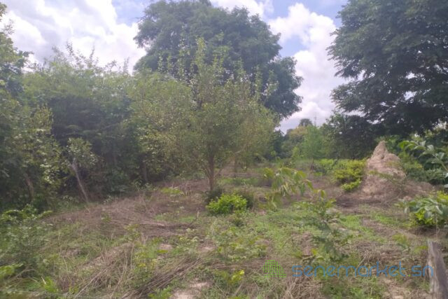 terrain-de-1-hectare-vers-kafountine-big-0