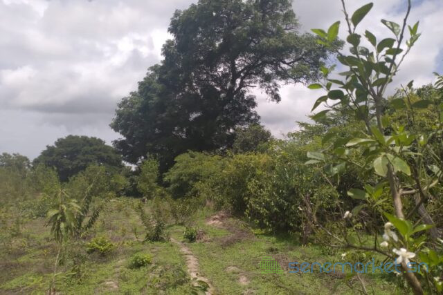 terrain-de-1-hectare-vers-kafountine-big-1