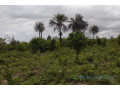 terrain-de-1-hectare-vers-kafountine-small-1