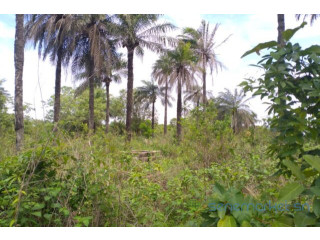 Terrain de 1 hectare vers. Kafountine