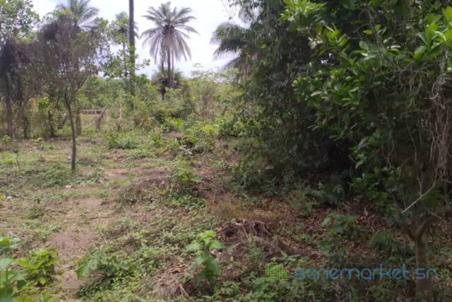 terrain-de-1-hectare-vers-kafountine-big-2