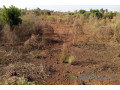 terrain-de-15-hectare-vers-sindia-small-1
