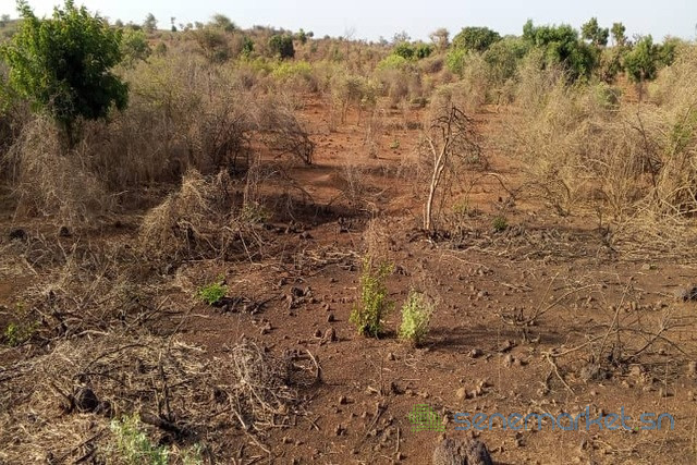 terrain-de-15-hectare-vers-sindia-big-1