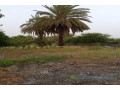 verger-de-15-hectare-vers-gandon-small-2