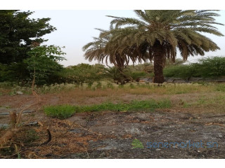 Verger de 1,5 hectare vers Gandon