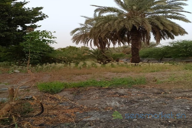verger-de-15-hectare-vers-gandon-big-0