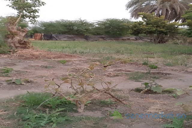 verger-de-15-hectare-vers-gandon-big-1