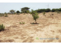 verger-de-2-hectares-vers-taiba-ndiaye-small-2