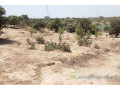 verger-de-2-hectares-vers-taiba-ndiaye-small-0