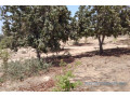 verger-de-2-hectares-vers-taiba-ndiaye-small-1