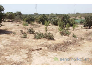 Verger de 2 hectares vers Taiba Ndiaye