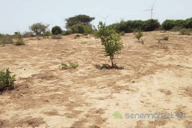 verger-de-2-hectares-vers-taiba-ndiaye-big-2
