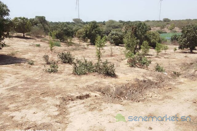 verger-de-2-hectares-vers-taiba-ndiaye-big-0