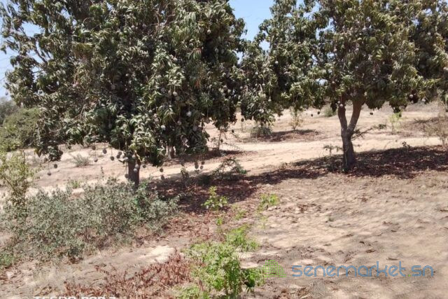 verger-de-2-hectares-vers-taiba-ndiaye-big-1