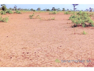 Terrain de 1,34 hectare à Ndiéyene Sirakh.