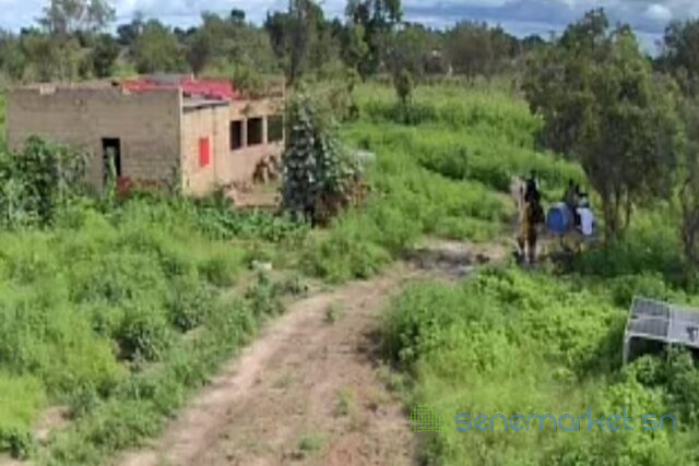 verger-de-4-hectares-vers-ndame-big-1