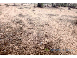 Terrain de 08 hectares vers Diokoul Diawrigne