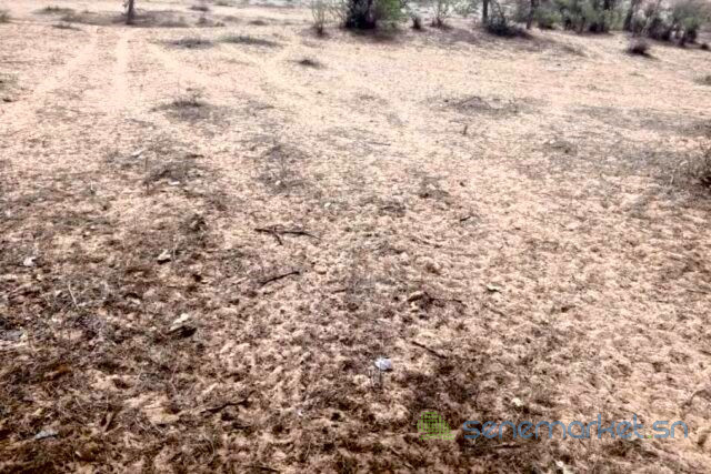 terrain-de-08-hectares-vers-diokoul-diawrigne-big-0
