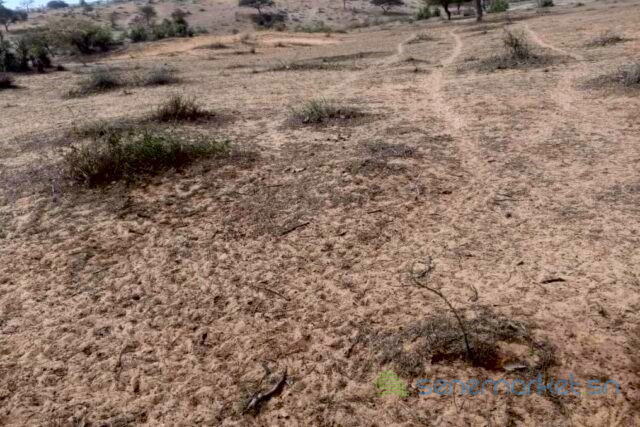 terrain-de-08-hectares-vers-diokoul-diawrigne-big-1
