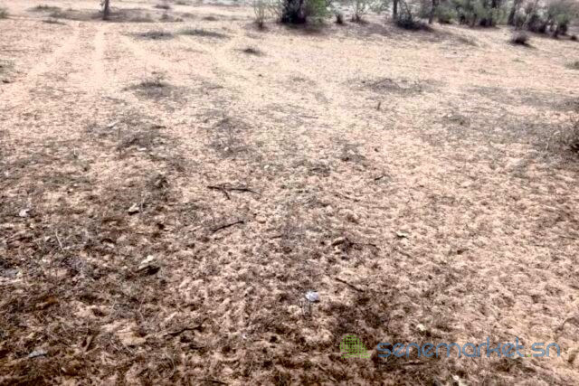 terrain-de-08-hectares-vers-diokoul-diawrigne-big-2
