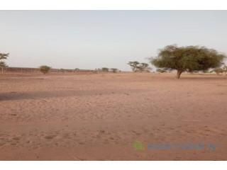 Terrain de 25 hectares vers Touba