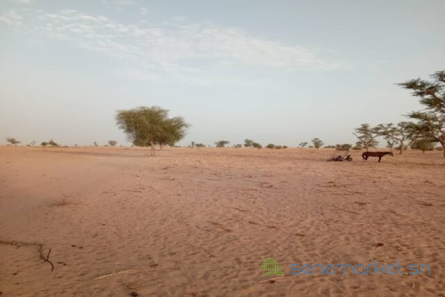 terrain-de-25-hectares-vers-touba-big-1