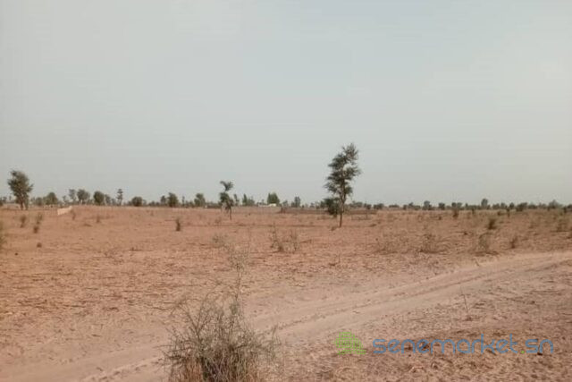 terrain-de-25-hectares-vers-touba-big-2