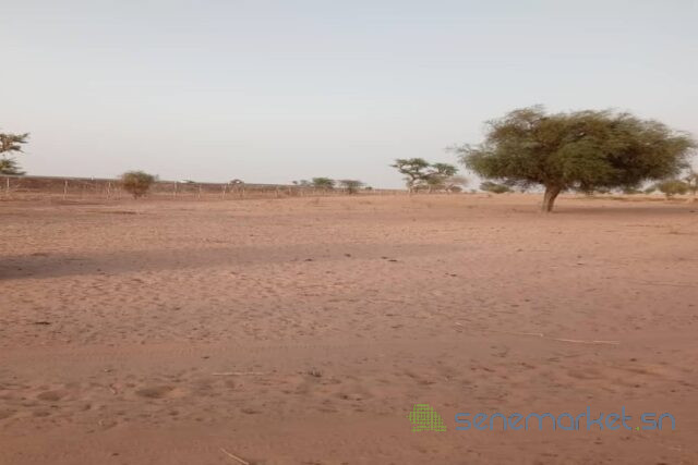 terrain-de-25-hectares-vers-touba-big-0