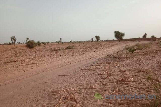 terrain-de-20-hectares-vers-touba-big-2