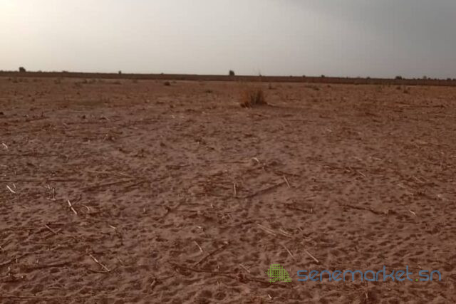 terrain-de-20-hectares-vers-touba-big-1