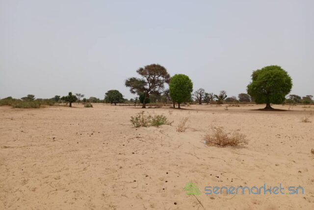 terrain-de-158-hectare-vers-tassette-big-1